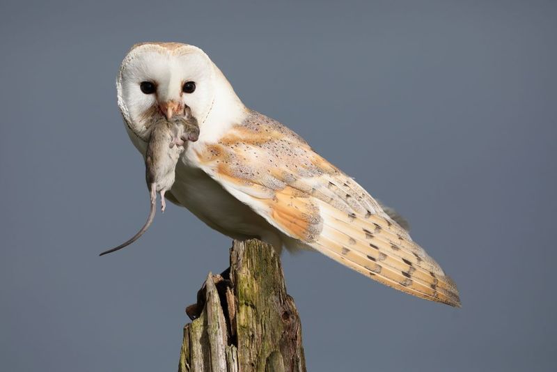 Barn owls may reduce rodents, but the numbers need context