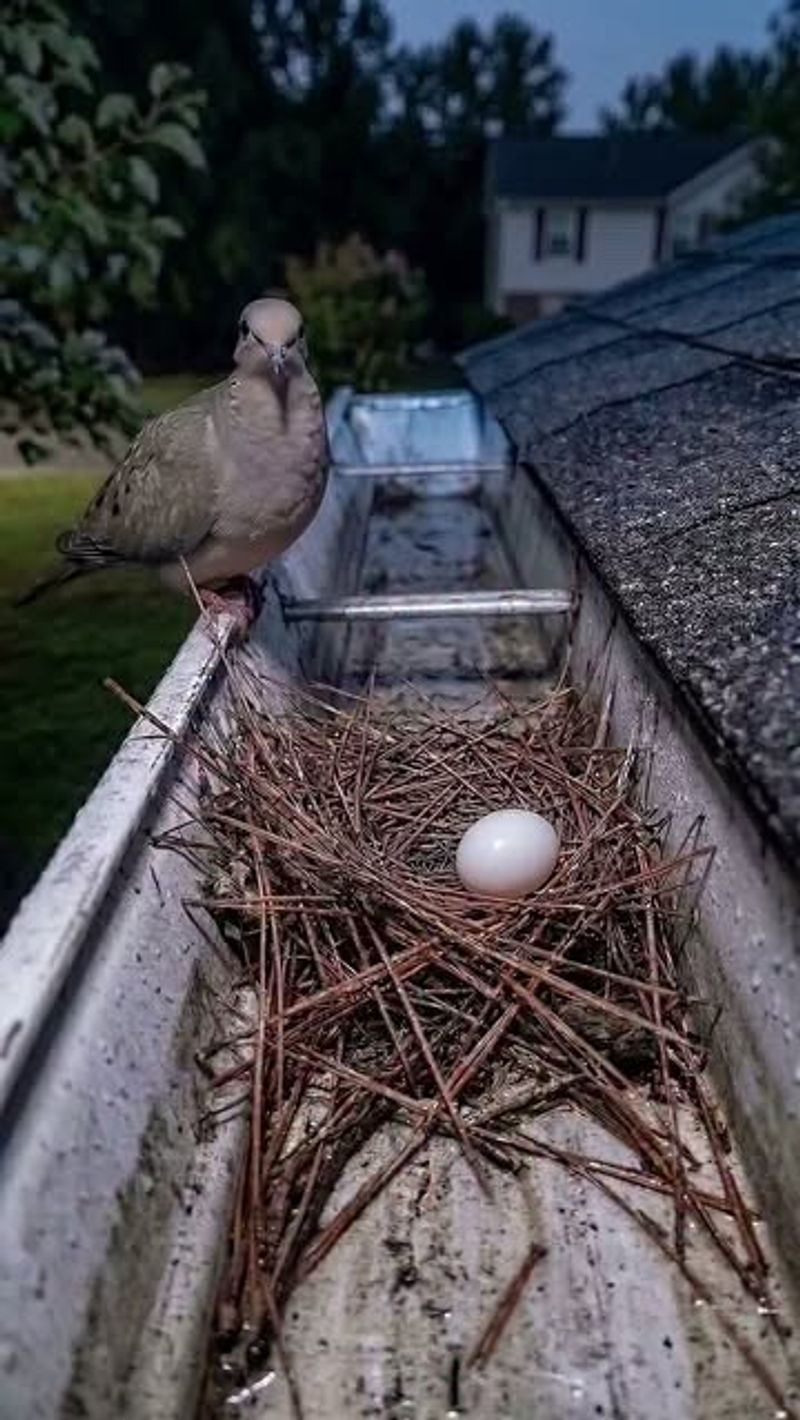 A nest is not the same thing as a successful brood