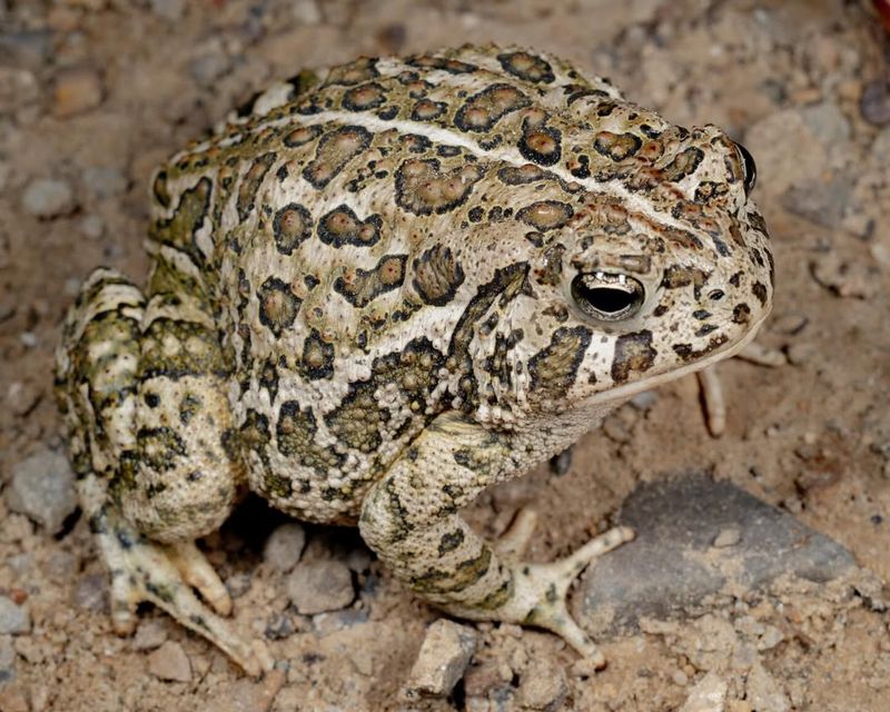 A nighttime toad sighting does not confirm its identity or breeding status