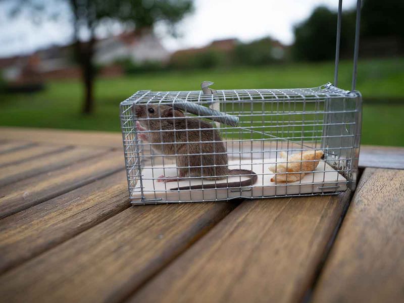 Rodent research does not support a rosemary promise