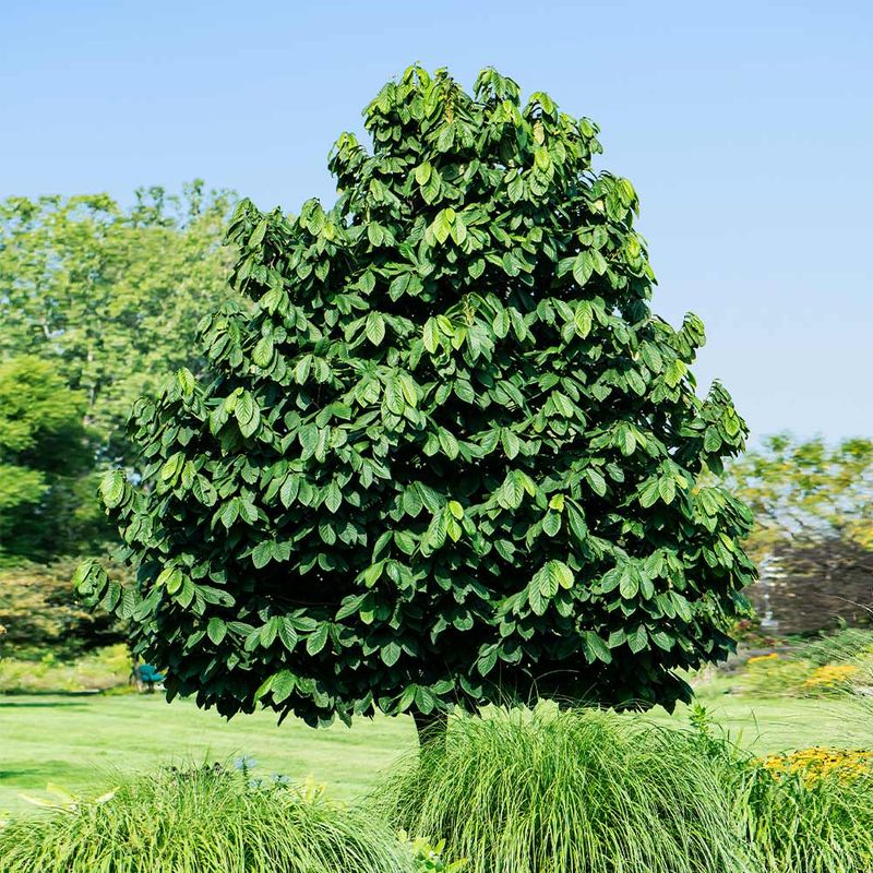 A promising native option, not a tree for every yard A promising native option, not a tree for every yard