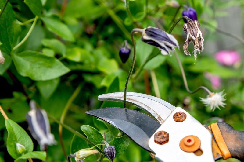 A pruning mistake can cost a season of flowers