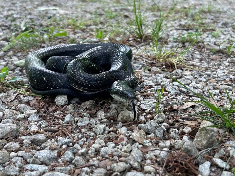 A rat snake may eat rodents, but it is not a tick-control program