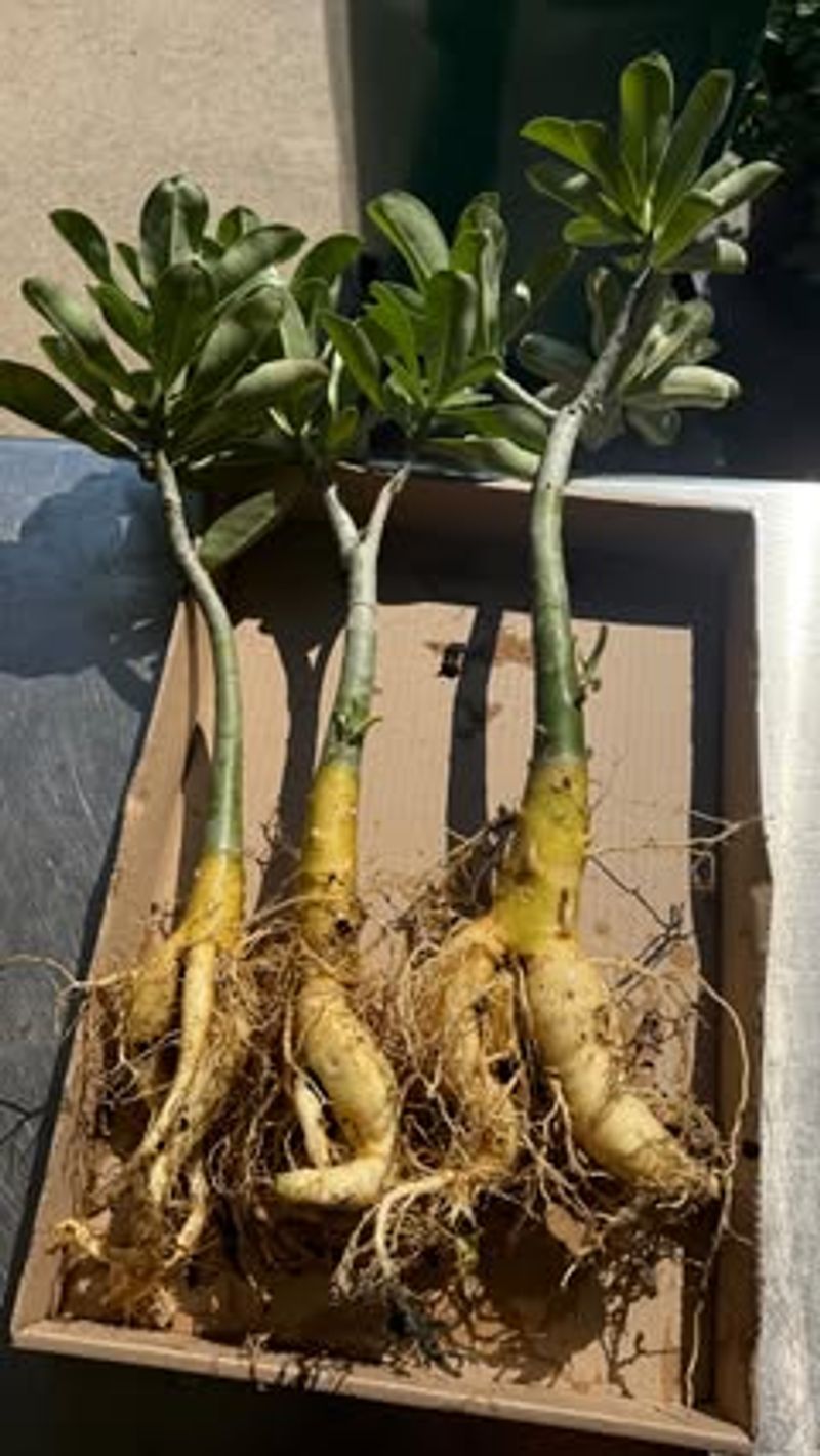 A rooted cutting preserves the cultivar but not every plant feature