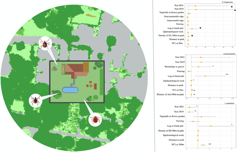 A safer tick ecology is not the same as a safer suburban yard A safer tick ecology is not the same as a safer suburban yard