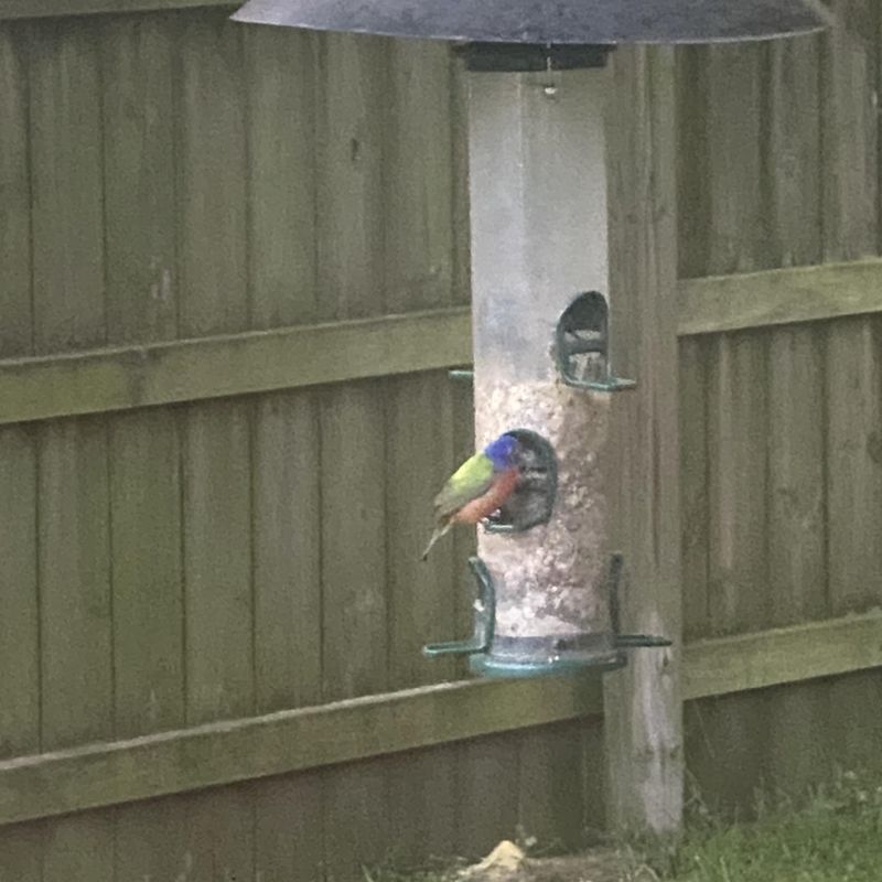 Use water and feeders without creating wildlife conflicts