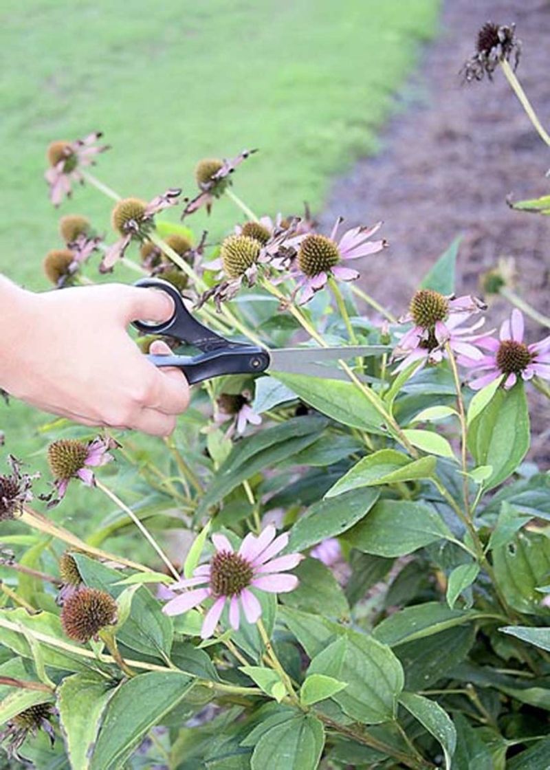 A selective snip may help, but it cannot promise fall flowers