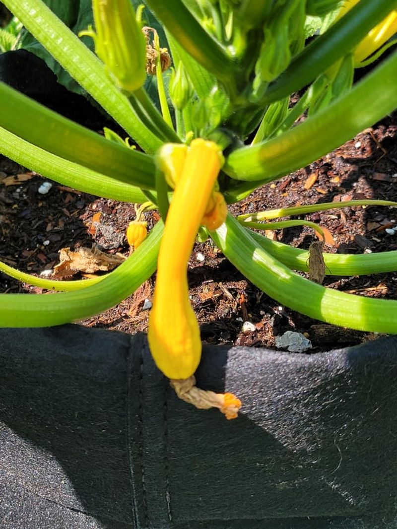 A shrinking miniature zucchini points to pollination trouble