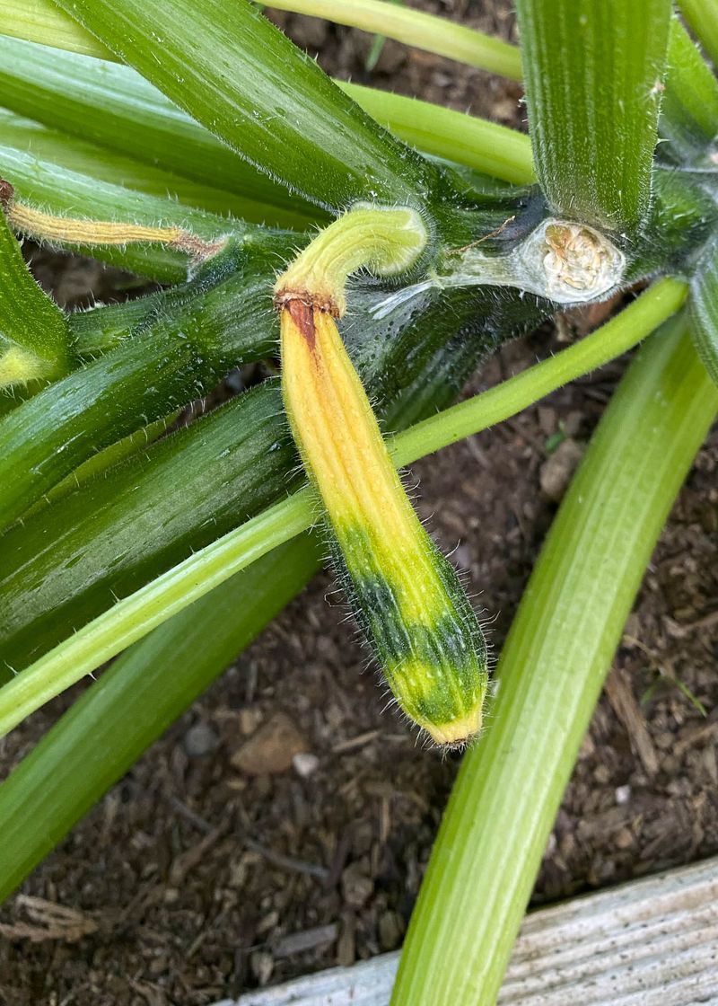 A shriveling baby zucchini may signal incomplete pollination A shriveling baby zucchini may signal incomplete pollination