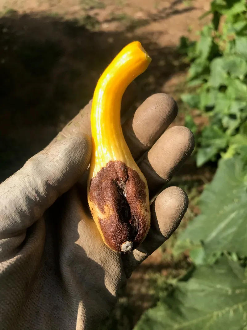 A shriveling tiny zucchini signals a different problem A shriveling tiny zucchini signals a different problem