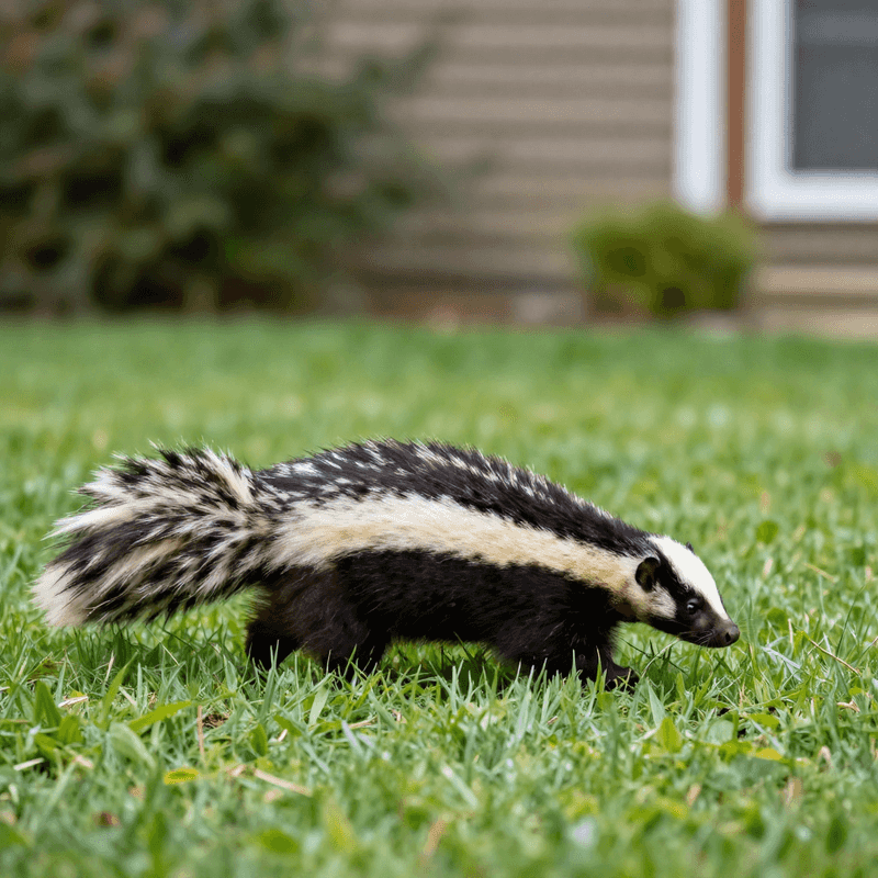 A skunk may help, but it is not your lawn’s pest-control service A skunk may help, but it is not your lawn’s pest-control service