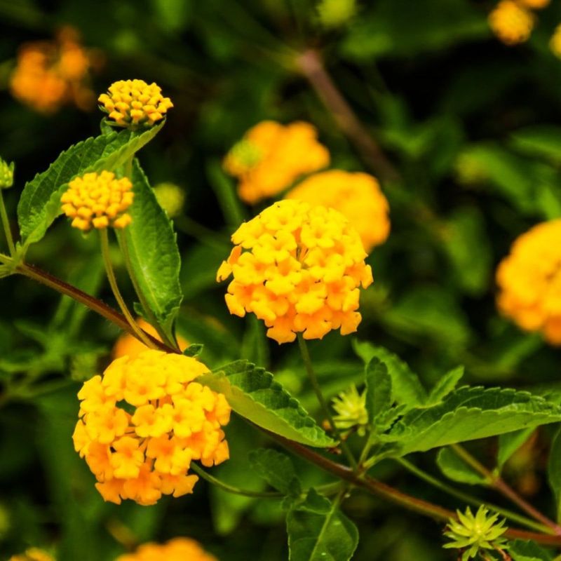 A small tip-shear may create a later flower flush