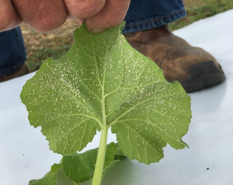 A smooth silver sheen may signal whiteflies