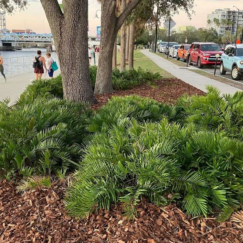 A strong Florida recommendation does not fit every yard A strong Florida recommendation does not fit every yard