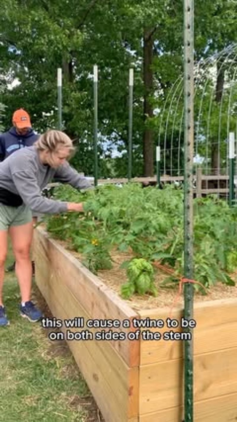 Florida weave keeps a row of tomatoes moving together