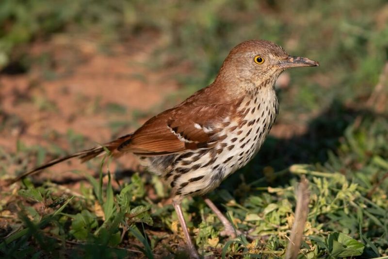A thrasher signals opportunity, not an outbreak A thrasher signals opportunity, not an outbreak