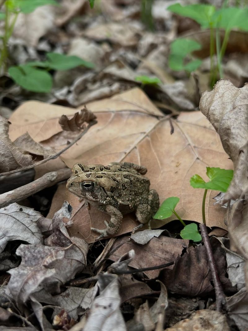 A toad’s arrival can be welcome—but it does not explain itself A toad’s arrival can be welcome—but it does not explain itself