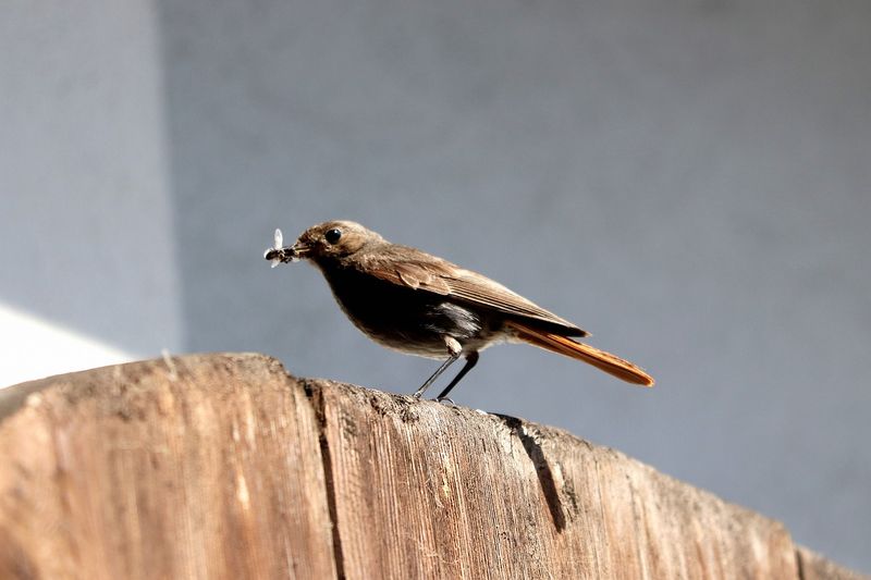 A towhee is not a guaranteed pest-control service