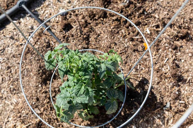 Install early and avoid creating a new tomato problem