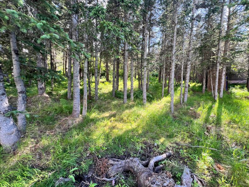 A wooded edge creates a possible exposure zone, not a guaranteed tick hot spot A wooded edge creates a possible exposure zone, not a guaranteed tick hot spot