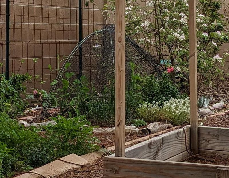 Accommodate scratching where the garden can spare it