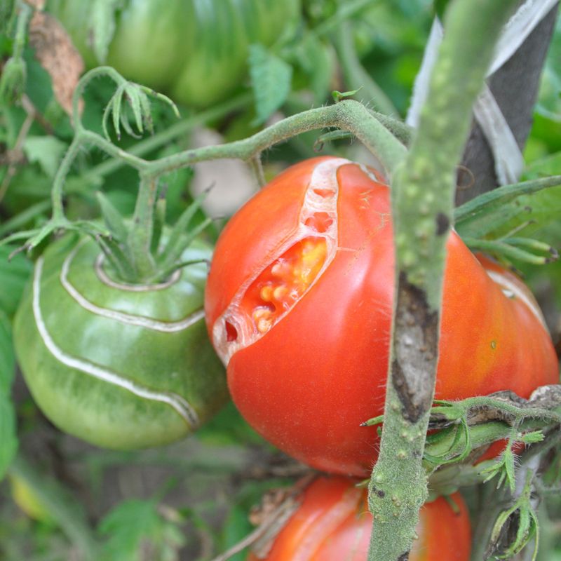 Account for Heat, Ripeness, Foliage, and Cultivar