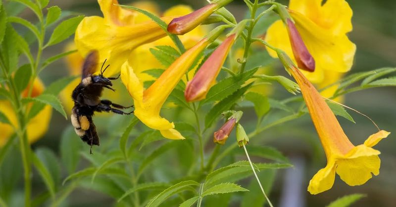 Account for pollinators when choosing a front-door location