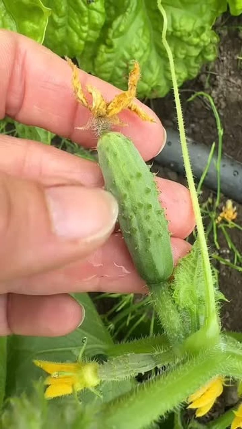 Account for variety, harvest load, and other stresses