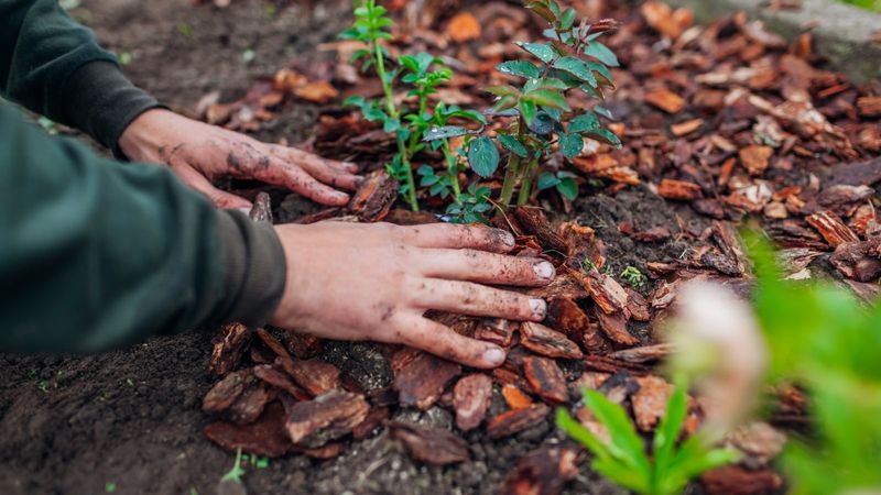 Acidic soil and mulch protect the root zone