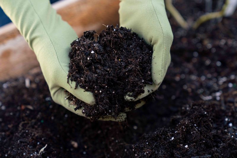 Acidic, well-drained soil supports the plant beneath the leaves