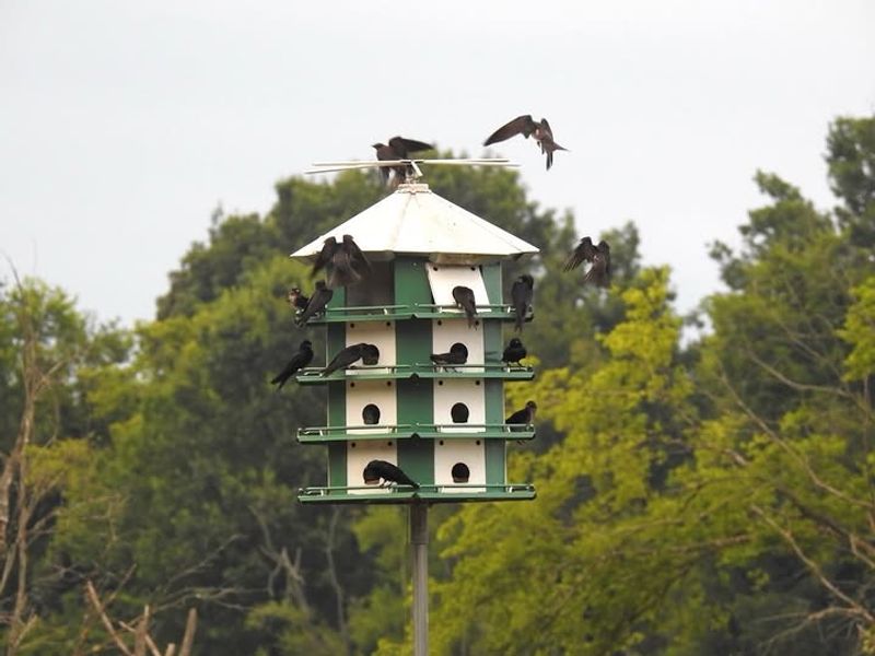 Active Stewardship Gives a Colony Its Best Chance Active Stewardship Gives a Colony Its Best Chance