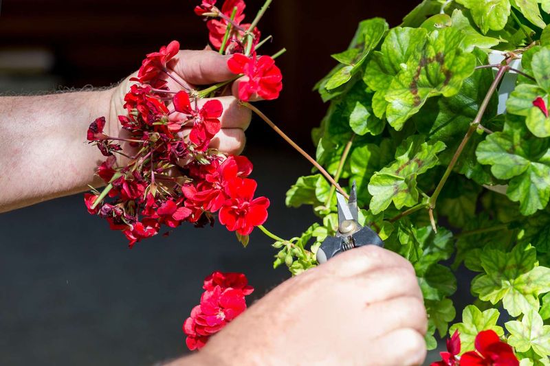 Pair Feeding With Deadheading and Good Care