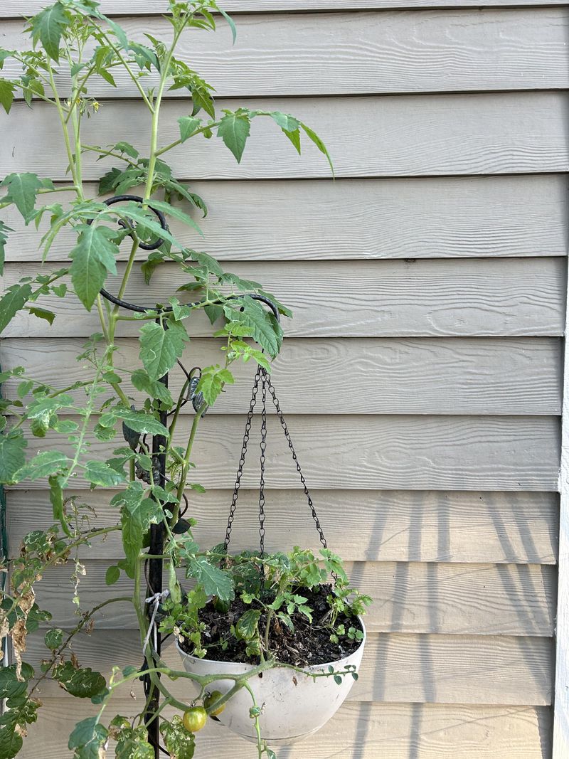 Grow Tomatoes in Hanging Baskets