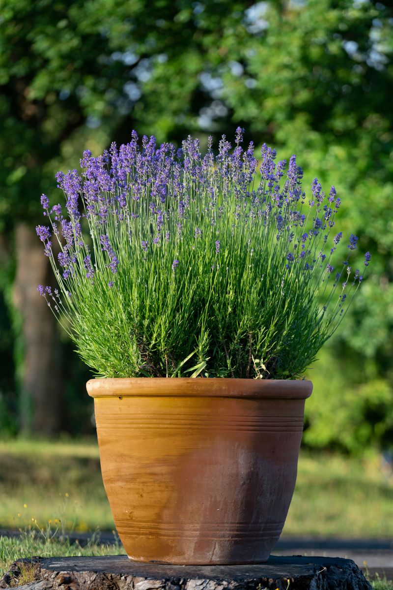Go Easy on Fertilizer