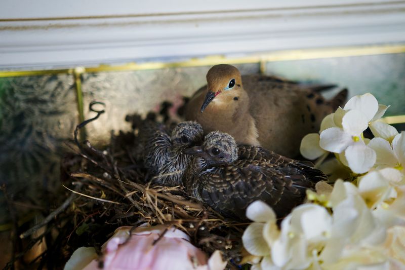 Adjust pesticides and routine yard work around nesting