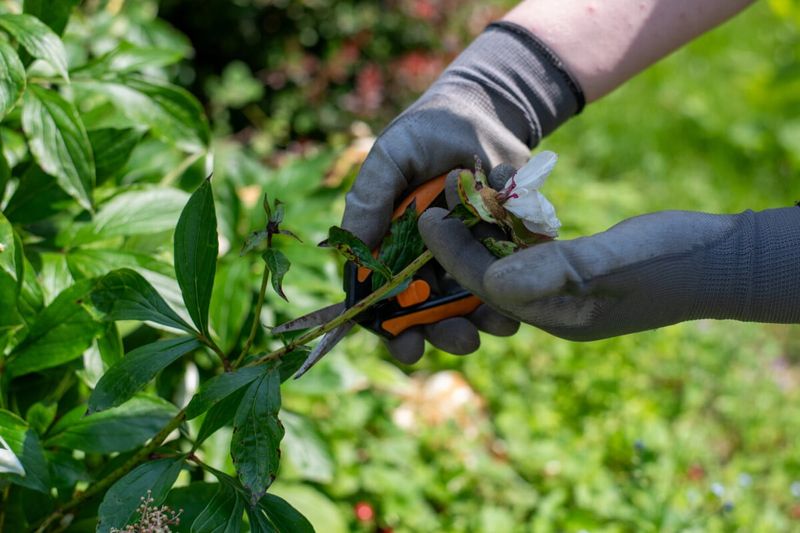 Adjust the routine for diseased foliage