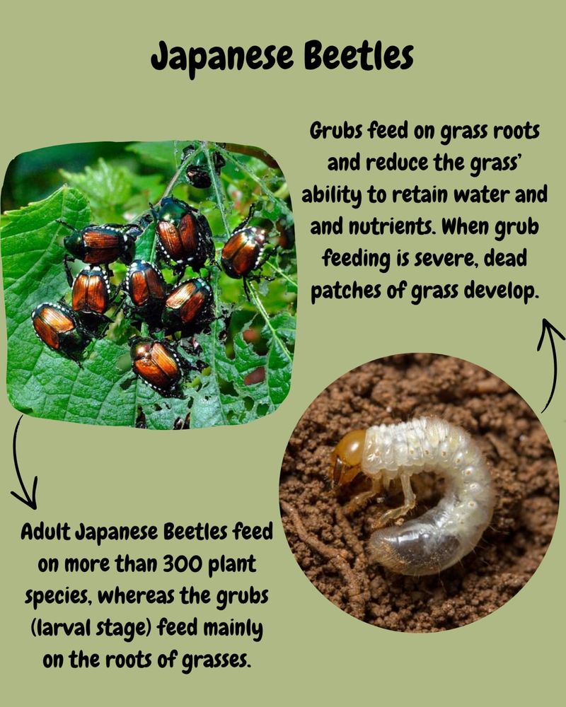 Adult beetles, lawn grubs, and ticks are different problems Adult beetles, lawn grubs, and ticks are different problems