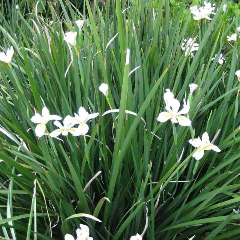 African Iris (Dietes iridioides) African Iris (Dietes iridioides)