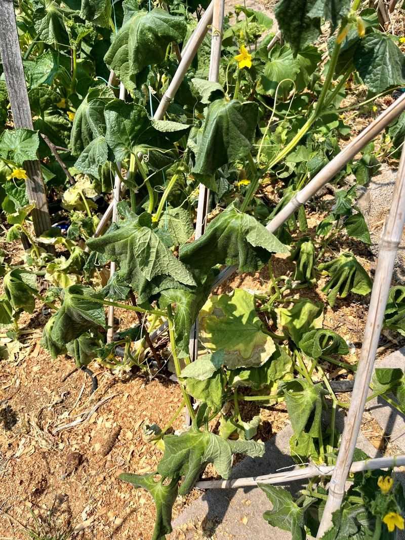 Afternoon wilt often signals heat stress rather than a timing mistake