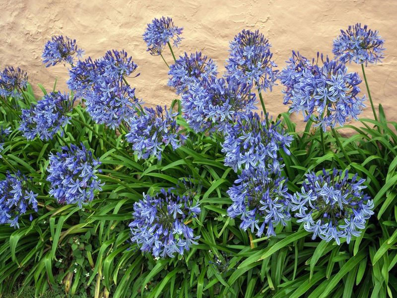Agapanthus