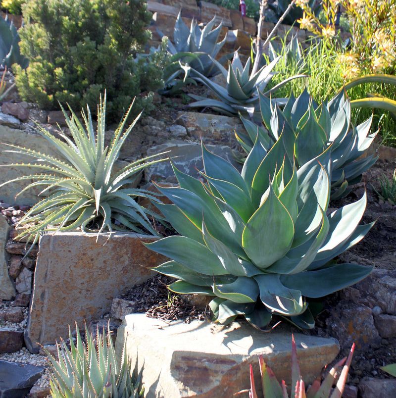 Agave and Aloe