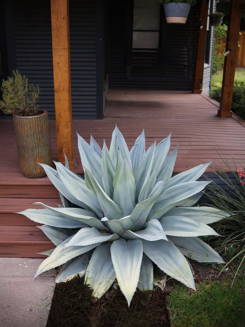 Agave