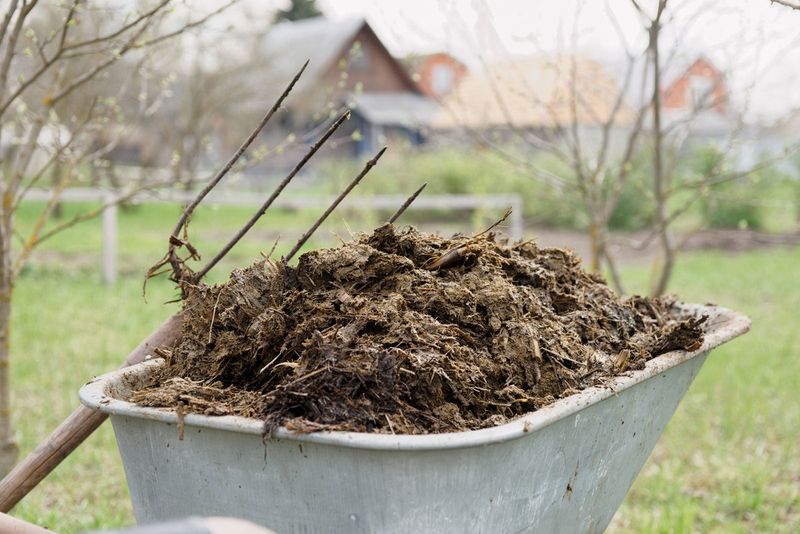 Aged Manure