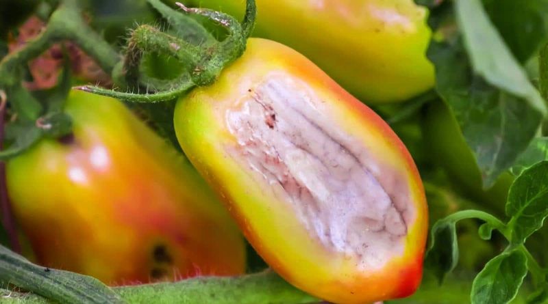 Aggressive Foliage Removal Can Expose the Fruit