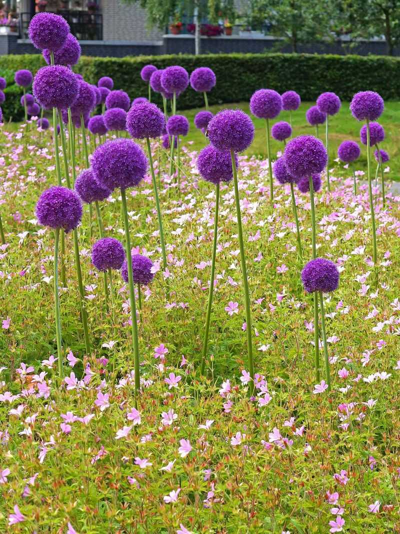 Alliums