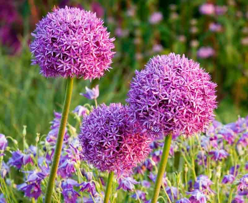 Alliums (Flowering Onion) Alliums (Flowering Onion)