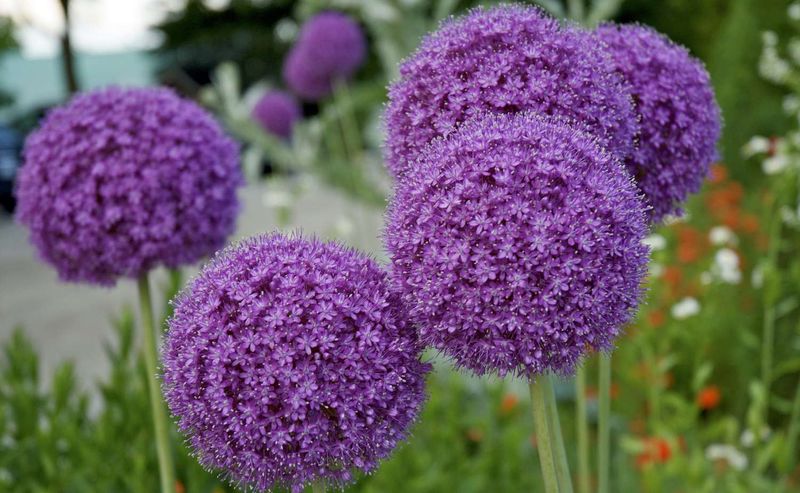 Alliums (Ornamental Onion)