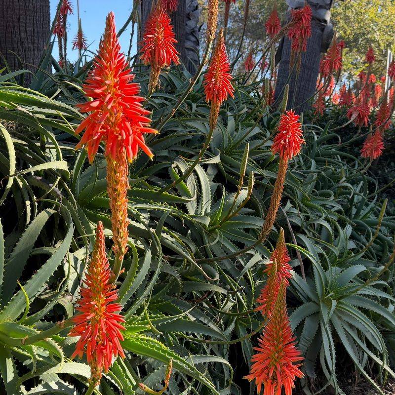 Aloe (Aloe species)