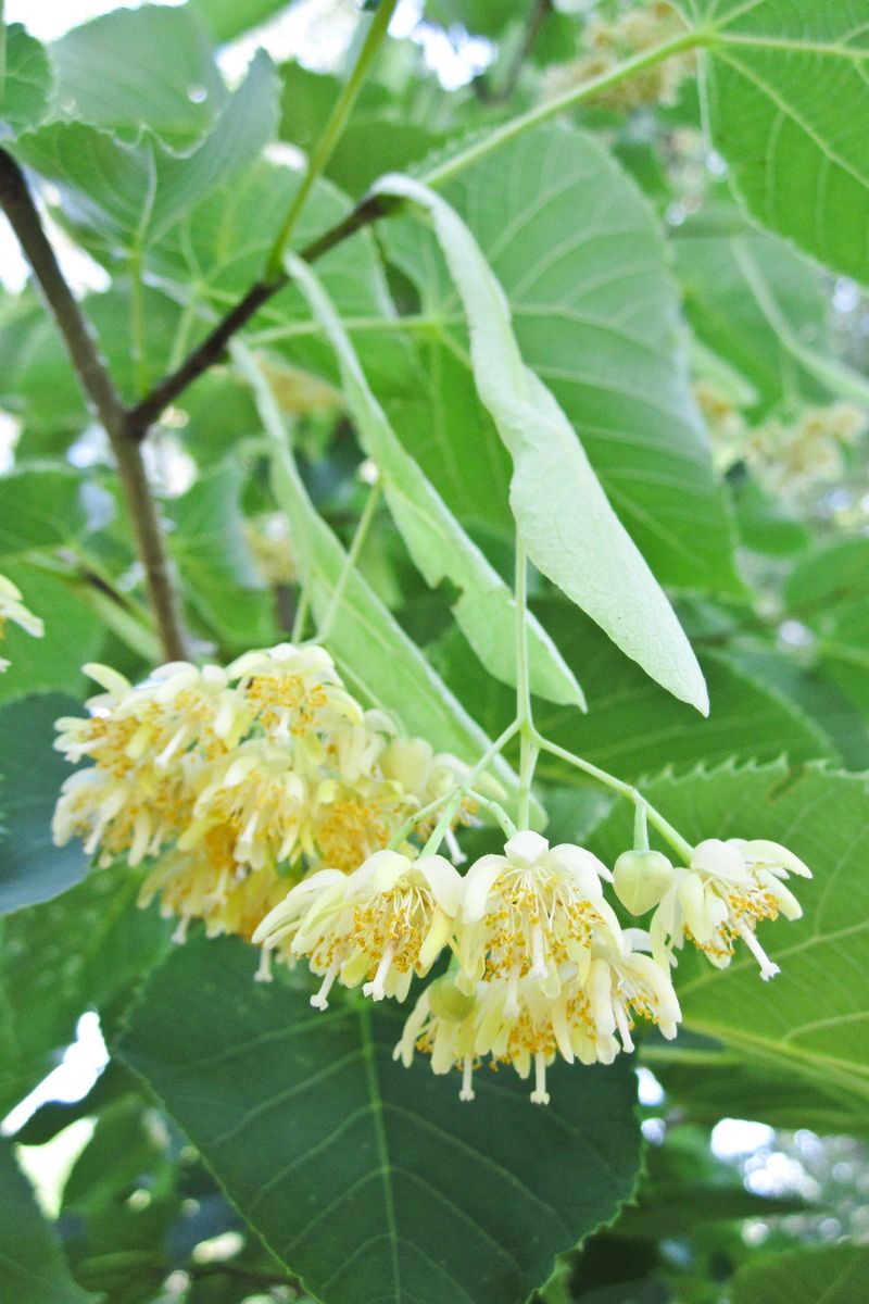 American Basswood (Tilia americana)