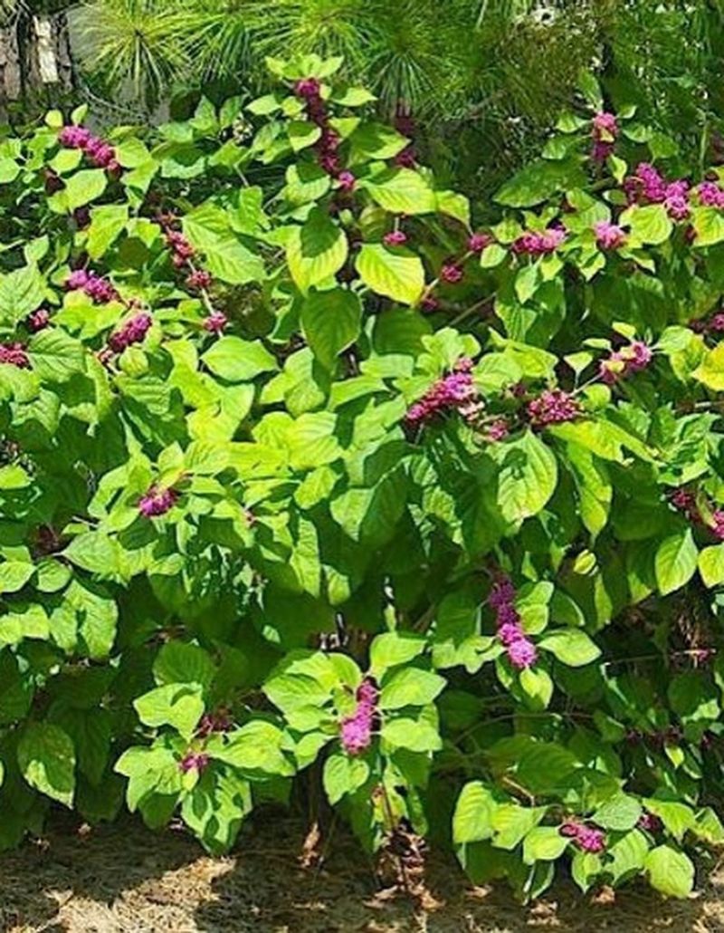 American Beautyberry